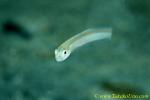 Worm Goby 01tc 0105 copy