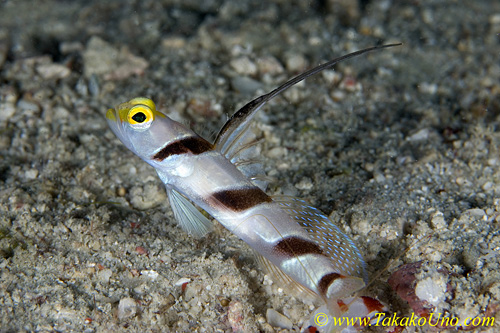 Shrimp Goby 44tc 0024 copy