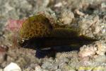 Shrimp Goby 35t Black Sailfin 0059 copy