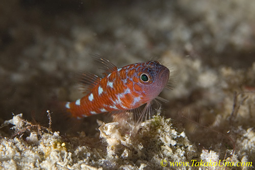 Trimma Goby 01tc 0140 copy