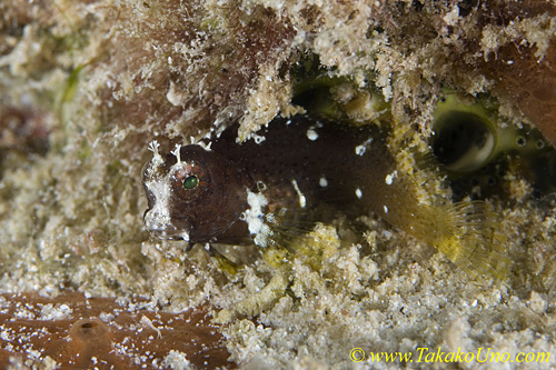 Blenny 01t 0009 copy