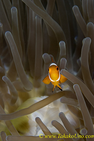 Western Clownfish 02t 0100 copy