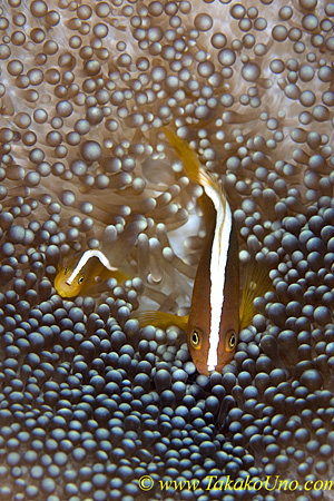 Skunk Anemonefish 01tc 0177 copy