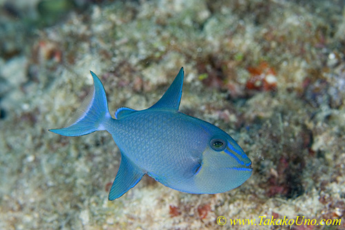 Niger Triggerfish 01tc juv 0130 copy