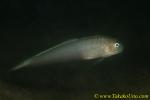 Ribbon Goby 02t 0210 RARE