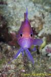 Square Spot Anthias 11t 0055 copy