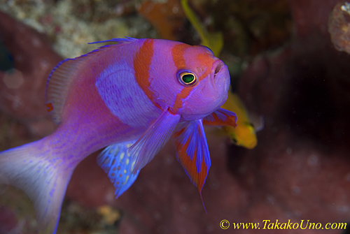 Square Spot Anthias 04t 0082 male, odd color