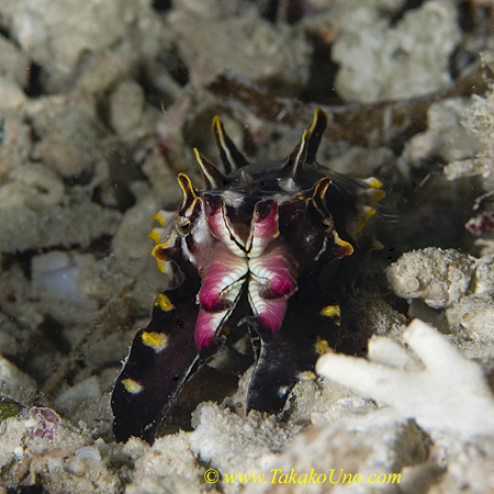 Flamboyant Cuttlefish 02t 0091 copy