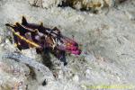 Flamboyant Cuttlefish 05t tongue 0096 copy