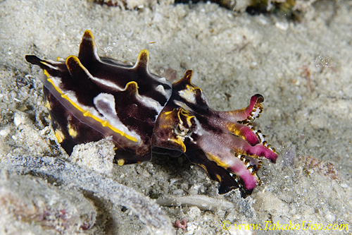 Flamboyant Cuttlefish 06t eating 0097 copy