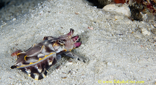 Flamboyant Cuttlefish 08t hunts shrimp 0107 copy