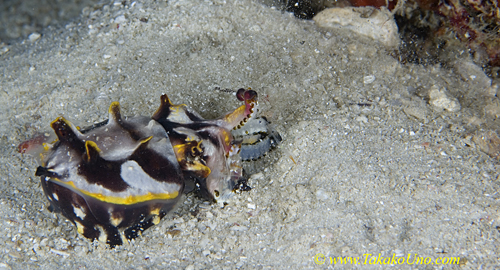 Flamboyant Cuttlefish 09t caught shrimp 0108 copy