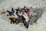 Flamboyant Cuttlefish 10t eats shrimp 0110 copy