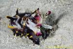 Flamboyant Cuttlefish 11t eats shrimp 0111 copy