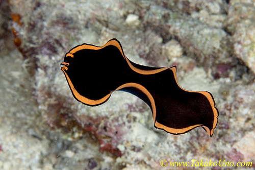 Flatworm 01t 0152 copy