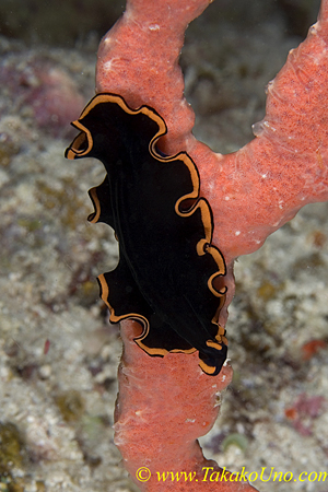 Flatworm 03t 0154 copy