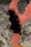 Flatworm 03t 0154 copy