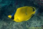 Blue-headed Butterfly 01t 0130 getting cleaned by wrasse