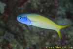 Blue Face Tilefish 02t 0073 copy