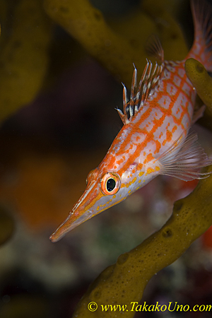 Longnose Hawkfish 02t 0062 copy