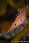 Longnose Hawkfish 02t 0062 copy