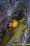 Percula Clownfish 04t 0015 copy