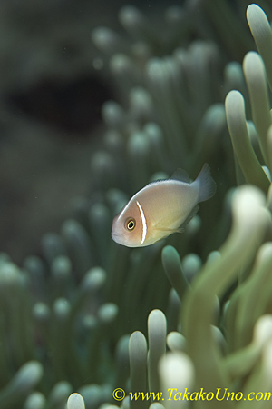 Pink Anemonefish 01t 0019 copy