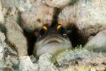 Gold Spec Jawfish 01t 0124 copy