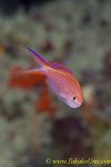 Anthias 01t 0003 copy