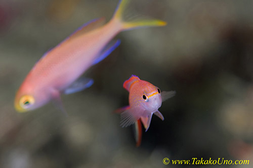 Anthias 02t 0004