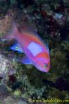 Square Spot Anthias 05t 0042 copy