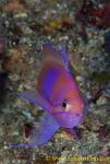 Square Spot Anthias 10t 0054 copy