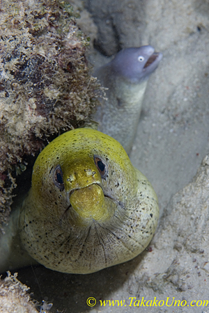 Fimbriated & Peal-eyed Morays 01t 0022 copy