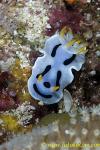 Chromodoris Nudi 01t 0034 copy