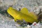 Yellow Shrimp Goby 01t 0052 copy