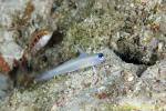 Tiny Dart Goby 02t 0009 very RARE fish