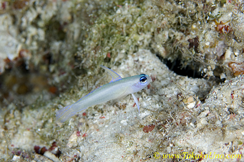 Tiny Dart Goby 01t 0007 very RARE fish