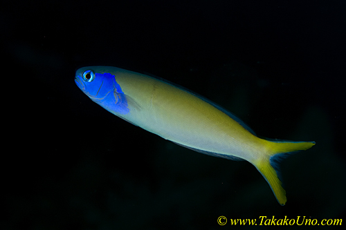 Blue-faced Tilefish 01t 0083 copy