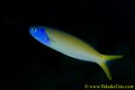 Blue-faced Tilefish 01t 0083 copy