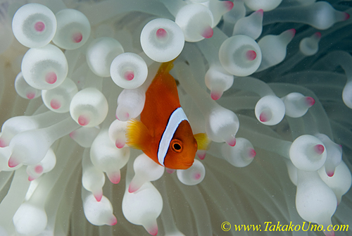 Tomato Clownfish 13t 0068 copy