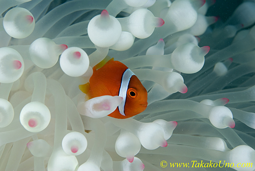 Tomato Clownfish 12t 0067 copy