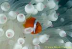 Tomato Clownfish 12t 0067 copy