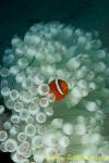 Tomato Clownfish 16t 0073 copy