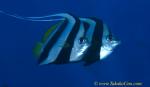 Bannerfish 01t 0004 copy