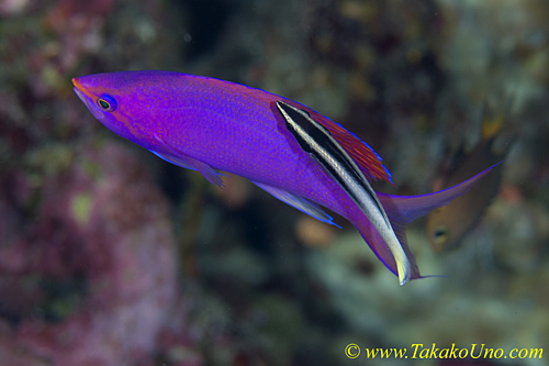 Purple Queen Anthias 01t 0051 & Cleaner Wrasse copy