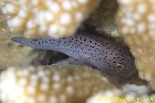 Coral Scorpionfish 02t 0130 copy