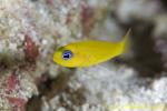 Yellow Dottyback 04t 0080