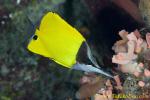 Longnose Butterfly Fish 01t 0022 copy