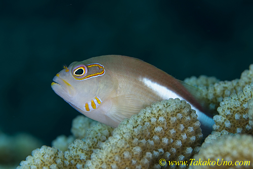 Arc-eyed Hawkfish 04t 0115 copy