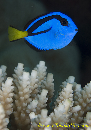 Blue Tang 02tc 0136